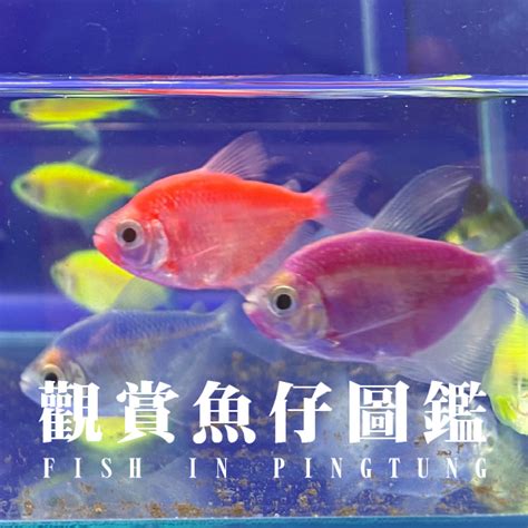 金磚魚好養嗎|【磚魚好養嗎】磚魚好養嗎？入門新手魚的絕佳選擇，告訴你怎麼。